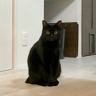 不思議なパワー？黒猫エヴァ