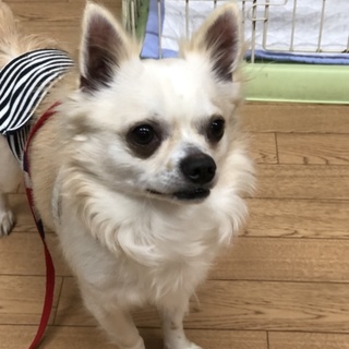 元気なチワワのびゅん太くん