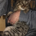 3匹の子猫ちゃん達です^_^^_^^_^