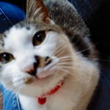 避妊手術済み 可愛い膝のり猫
