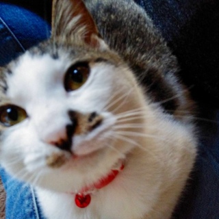 避妊手術済み 可愛い膝のり猫