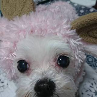 多頭崩壊から 保護したマルチーズ♀