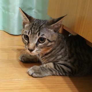 甘えん坊のイケニャン　あごひげがチャームポイント