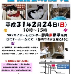 静岡市清水区にて猫の譲渡会開催です