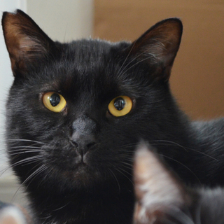 きっとステキな経験が出来る！黒猫くまお約3才7か月