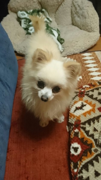 ふわふわの白い毛が可愛い 愛知県 犬の里親募集 ペットのおうち 月間利用者150万人