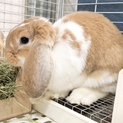 フレンチロップの里親さんを募集します
