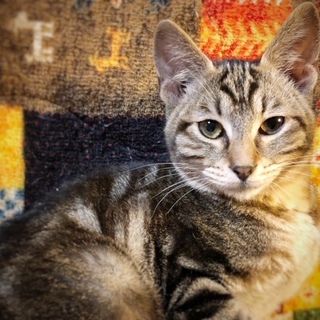 アメショ柄のとっても甘えん坊な男の子♡悟空くん