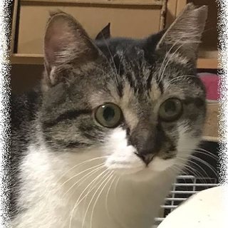 モフモフボディのキジ白甘えん坊チマちゃん