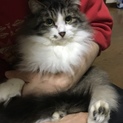 モフモフした柔らかい毛長の猫ちゃん