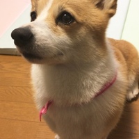 リリー