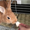 子ウサギ(女の子)里親様募集