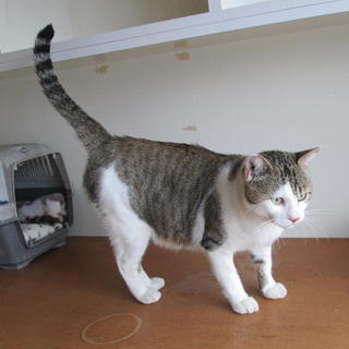 幸せに出合いました・大らか温厚の甘えん坊くん