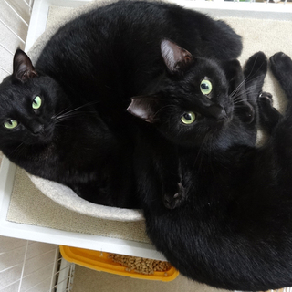 仲良の黒猫兄弟よる君とひょう君