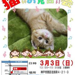 ゆったりほっこりする猫のお見合い会+明石多頭崩壊ネコも参加！