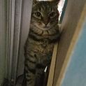 デレデレキジちゃん