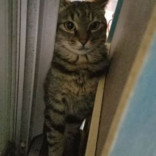 デレデレキジちゃん