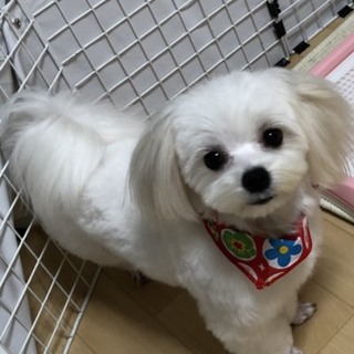 9ヶ月のマルチーズ