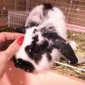 耳立ちとロップイヤーの赤ちゃんウサギ
