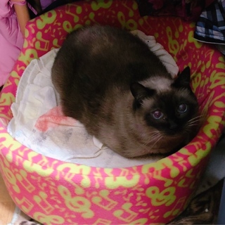 大人しいシャム猫ちゃん