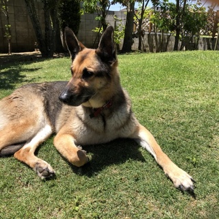 おとなしく、頭が良いです。