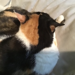 こん姫のがらのみりょく❤️