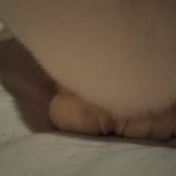 「こん姫のがらのみりょく❤️」サムネイル2