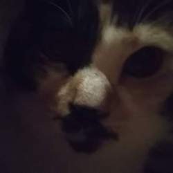 「こん姫のがらのみりょく❤️」サムネイル3