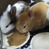 ミニウサギの赤ちゃん サムネイル2