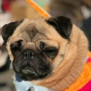 パグのあのねちゃん