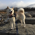 完全室内飼い！小さくて男前の白柴君