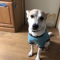 人が大好き❤人馴れ抜群の尻尾フリフリ犬