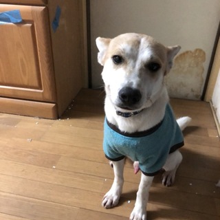 人が大好き❤人馴れ抜群の尻尾フリフリ犬