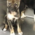 保健所から保護☆甲斐犬風ぱっちり二重のエナちゃん☆