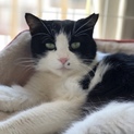 トライアル予定一時中止。お母さん猫  むぎさん