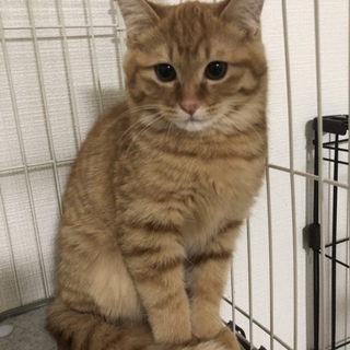 怖がりのグリ君の里親募集！