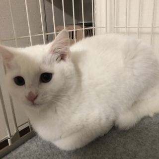 甘えん坊のグラ君の里親募集！