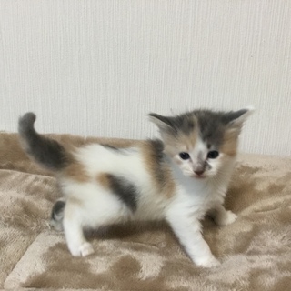子猫 生後1ヶ月 マンチカン長足