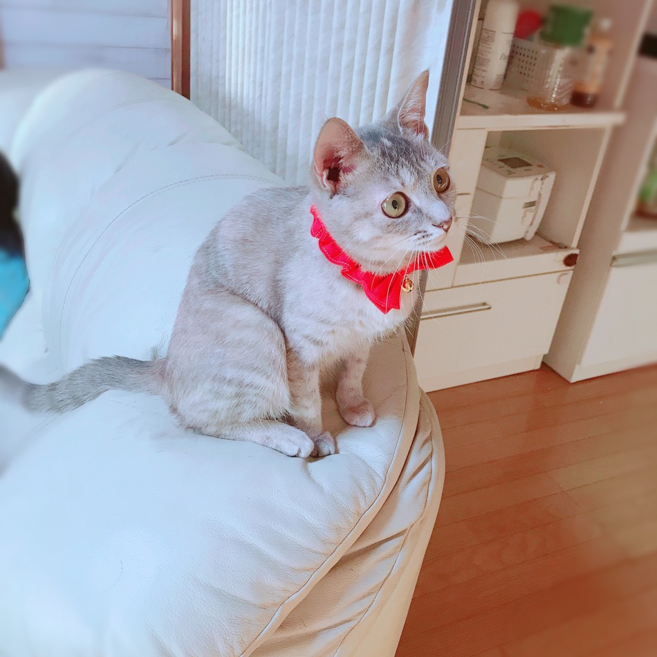 月愛 RUNAのカバー写真