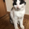 キャンセルの為。活発白黒兄弟3匹！