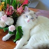 猫mam