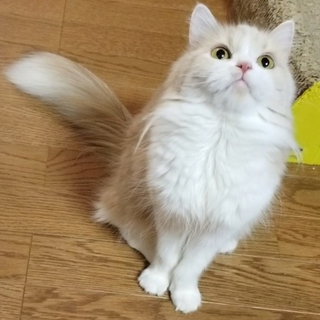 マンチカン長足の女の子