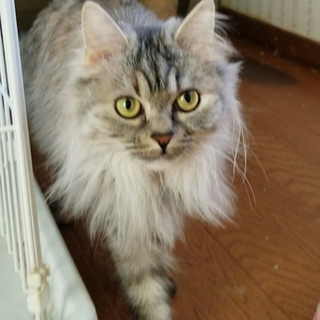 マンチカン長足の女の子