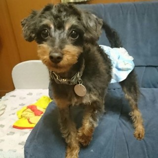 元気でイケメン！ヨーキーmixのパディントンくん