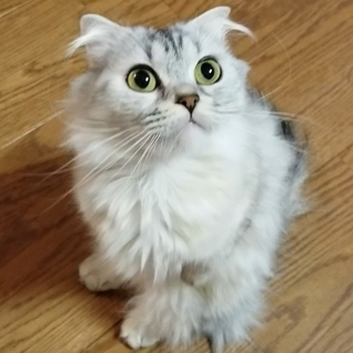 マンチカン短足の女の子