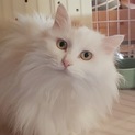 長毛白三毛の美猫ヤヤちゃんと茶白オーくん