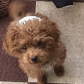 一時停止：子犬のタイニープードルです。