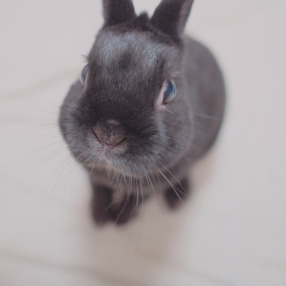 くろちゃんのカバー写真
