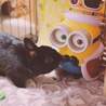 くろちゃんとボブ