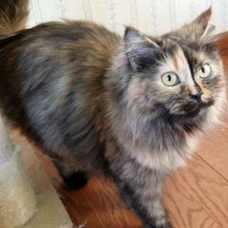 マンチカン長足の女の子